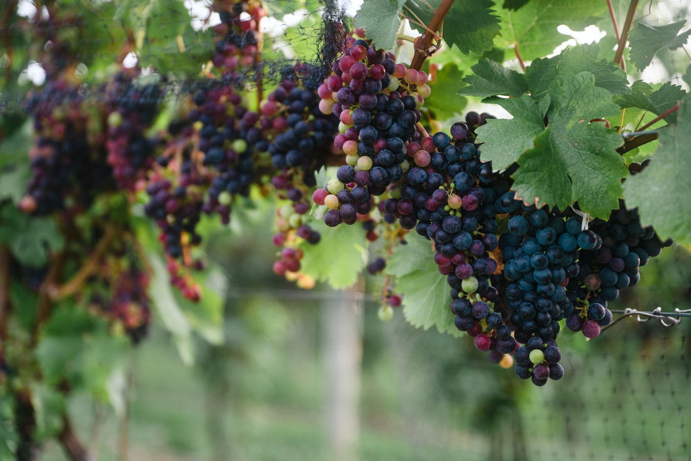 Grape clusters at véraison, berries turning from green through red to deep purple