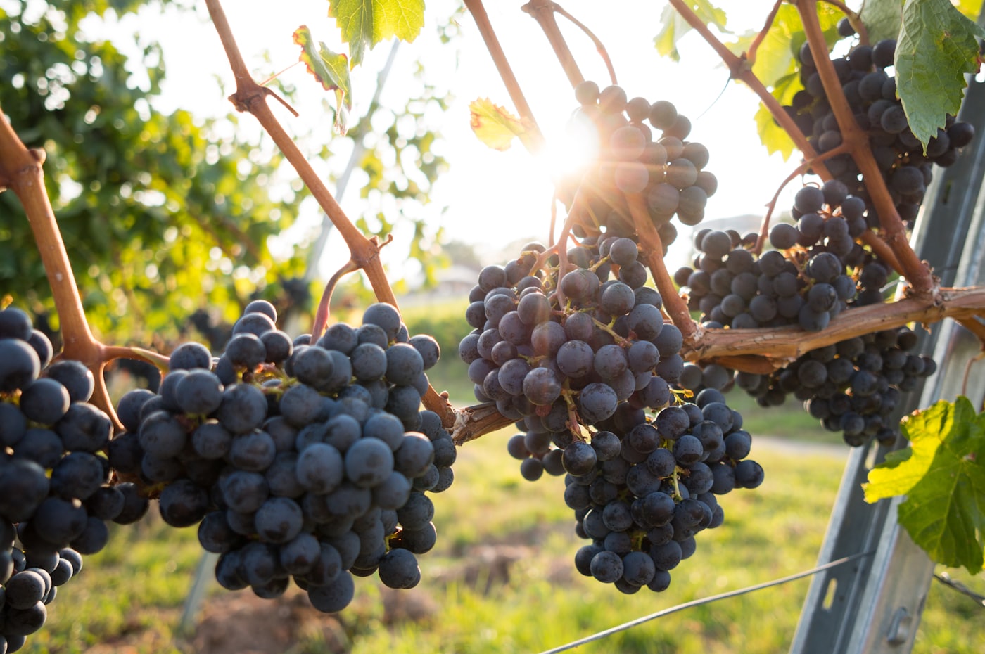 Ripe dark grape bunches backlit by low golden autumn sun