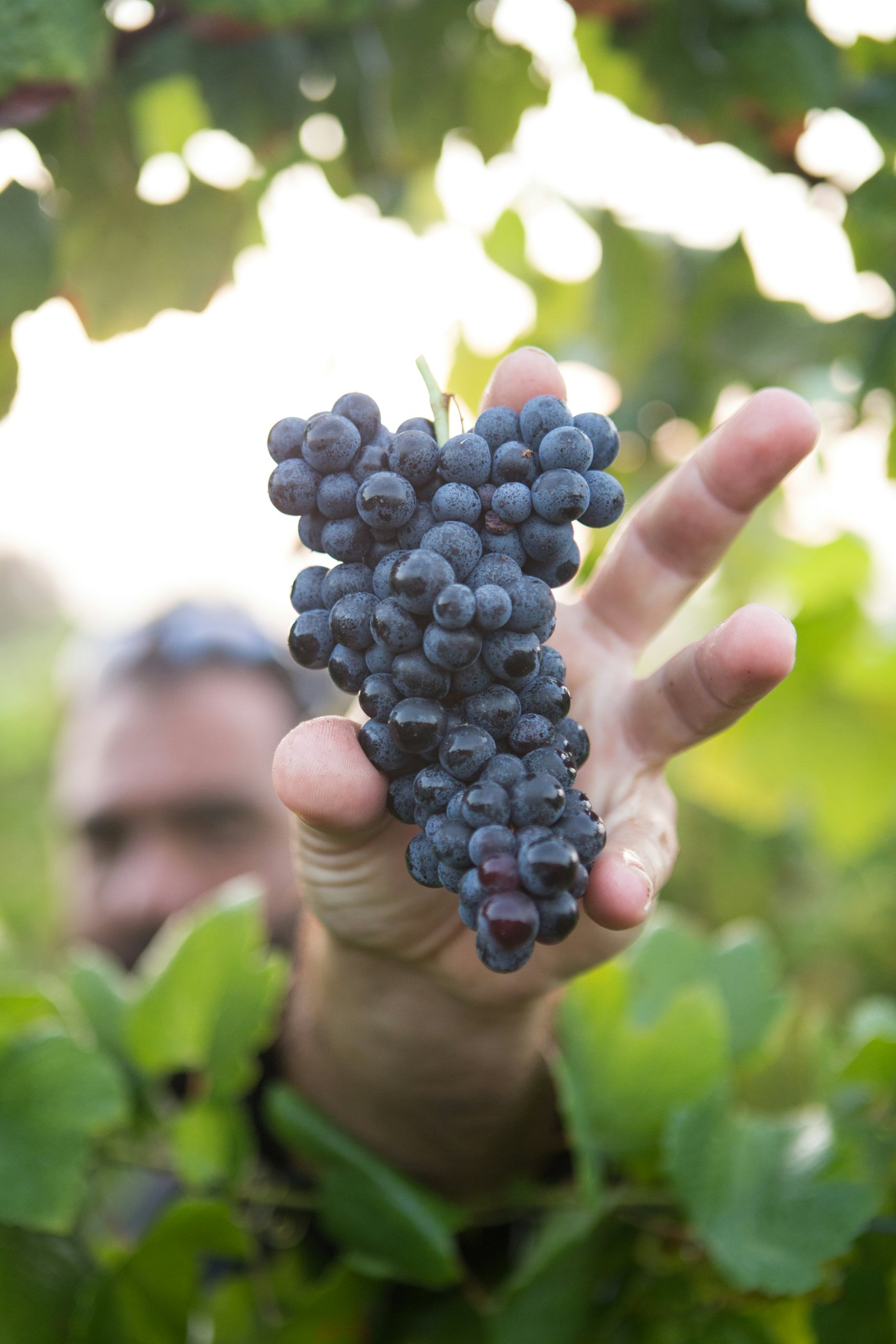 A hand holding a freshly cut cluster of dark estate grapes during harvest