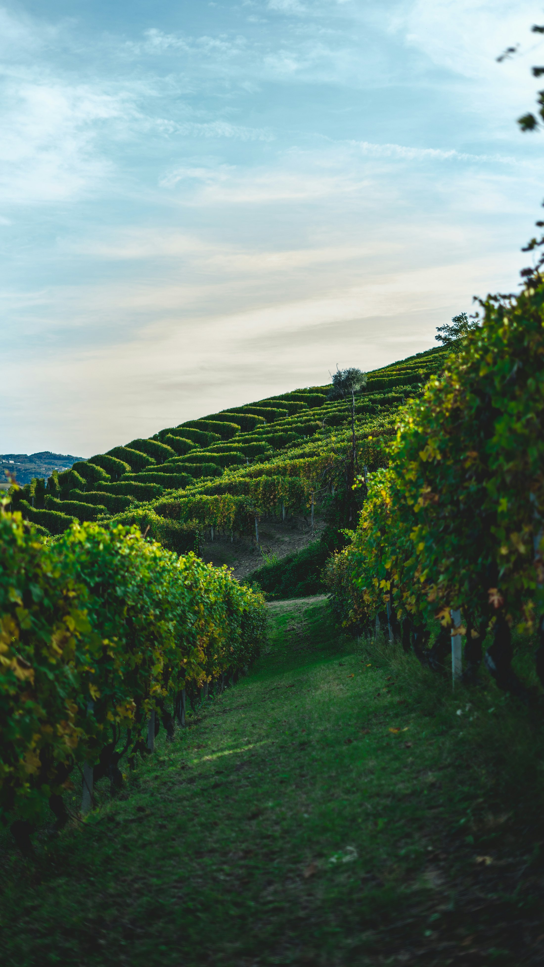 Terraced vines climbing the steep south-east face of the Côte Noir hillside at dusk